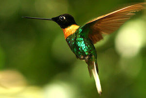 Peruvian hummingbirds