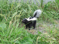 Andean skunk